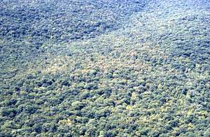 Aerial color image of Middle Branch Birch Brook with permanent plot 0818 in center.