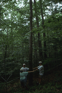 American chestnut, 11-inch diameter at breast height, in Permanent Plot 1117. Left to right: Dawn Biehler (back to camera), Williams Class of 1997; Anna Malkowski, Harvard Class of 1996,; and Charles Wall, Williams Class of 1997.