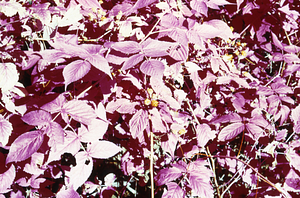 False color IR image of blackberry (Rubus allegheniensis) in permanent plot 1105. False Color Infrared/True Color Project.