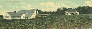 Barns and cattle shed at Massachusetts Agricultural College