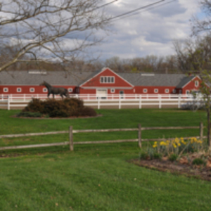 Daffodils at Smith Stables