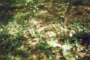 Lady Slippers--no picking! (2)