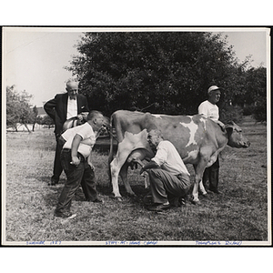 A boy attempts to catch a stream of milk with his mouth from a cow milked by Executive Director of Boys' Club of Boston Arthur T. Burger as another boy and two men look on during a day camp outing on Thompson's Island