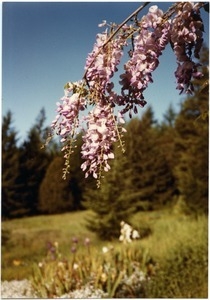 Wisteria blooms in spring