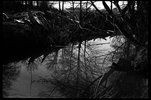 View of lumber dumped into a stream