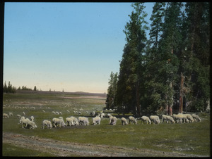 Cedar Breaks, Dixie Forest (grazing sheep)
