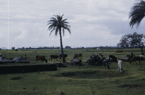 Cattle grazing among the ruins