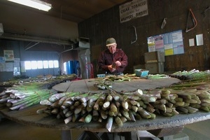 Hibbard Farm: Wallace Hibbard at a round table, sorting and bunching asparagus