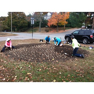 Women work to plant large bed of daffodils