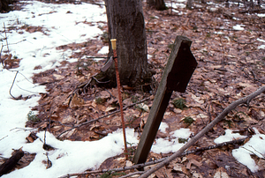Birch Strips - White Birch Regeneration Study - White Birch Study Area. Old, rusted USFS plot marker and newer HMF orange rebar milliacre plot marker.