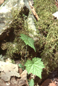 Bishop's cap (2-leaved miterwort) in the Beinecke Stand.