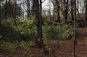 Hopkins Mansion site with garden stone wall.
