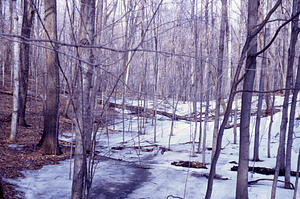HMF Phenology #07 - 31 March 1972