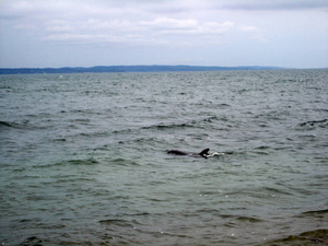 Dolphin at Surf Drive Beach