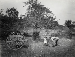 Picking up apples in orchard, York, Maine, Oct. 1892