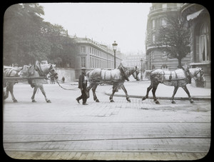 Procession of horses