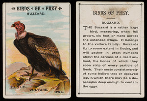 Birds of prey, buzzard, location unknown, undated