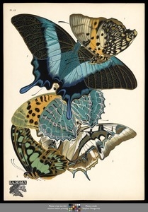 Papillons. Plate 13
