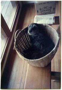 Chewie the dog in basket on dining table, Salmon Creek house