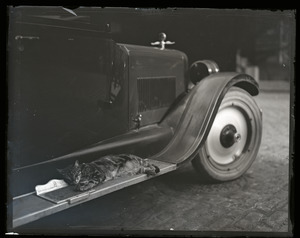 Cat sleeping on the running board of an automobile