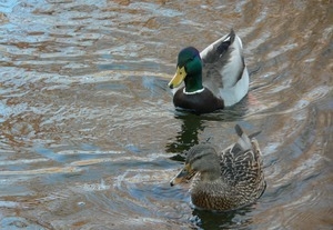 Mallard pair paddling across the water