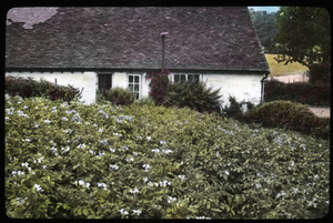 Cottage and potato field
