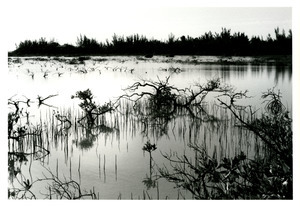 Sunset over marsh plants