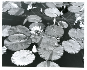 Water lily at botanic garden