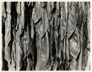 Tobacco Leaves close Up