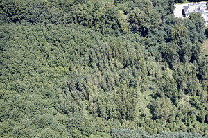 Aerial oblique view of U.S. Forest Service genetic plantations on 14 July 1971. Carriage house seen in uppper right.