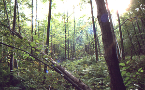 Paper birch regeneration study - Birch Strips. Cut strip 3.0 lush ground layer in mid-slope.