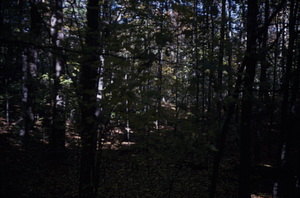 HMF Phenology #15 - 11 October 1972.