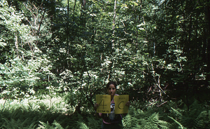 Birch Strips - White Birch Regeneration Study - White Birch Study Area. Strip Treatment Plot 4C. Landscape orientation.