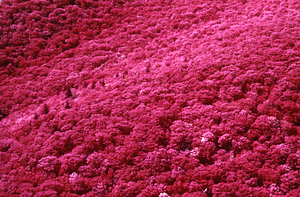 Aerial false-color IR image of Plot Line 15 north to south. Cruise Line 6.