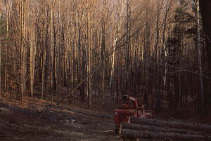 Clearing of old USFS poplar plantation to create old field research site. 4. Cut tree in mid-fall to the ground.