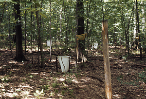 Leaf litter collectors and Stemflow collar in International Biological Programme (IBP) Plot - U.S. Forest Service Farm Forestry Unit A South.