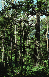 Color image of dead sugar maples (Acer saccharum) and live red oaks (Quercus rubra) north of Jim Smith Hill following saddle-prominent caterpillar defoliation. False Color Infrared/True Color Project.