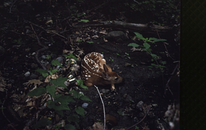 Whitetail deer fawn in hiding.