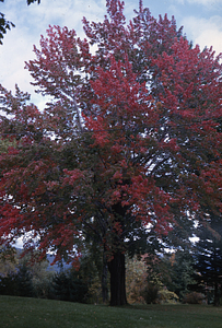 Old sugar maple in front yard of 336 Bulkley St. USFS Hopkins Forest Residence and Headquarters.