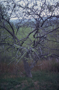 Alfred Moon's orchard, northeast of house and barn.