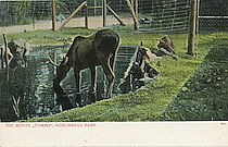 THE MOOSE '' TOMMY', NORUMBEGA PARK