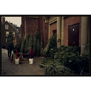 A man prepares Christmas trees for sale