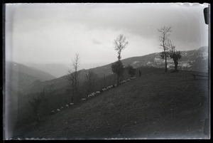 Sheep grazing on a hillside