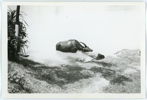 Water buffalo, Thái Bình province