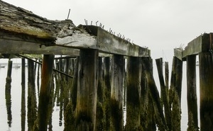 Wharf and pilings on a foggy day, Provincetown