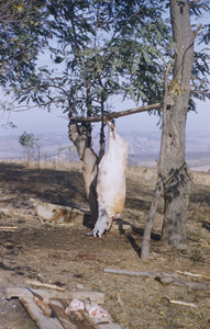 Slaughtered pig hanging