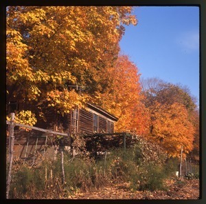 House and arbor in fall color, Montague Farm Commune
