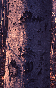 Beech trunk with witness tree marks