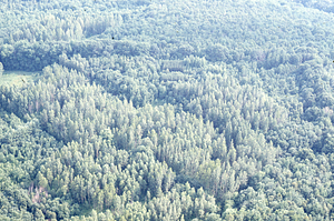 Aerial oblique view of U.S. Forest Service genetic plantations Compartment IV on 14 July 1971.