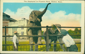 The elephants at Franklin Park, Boston, Mass.